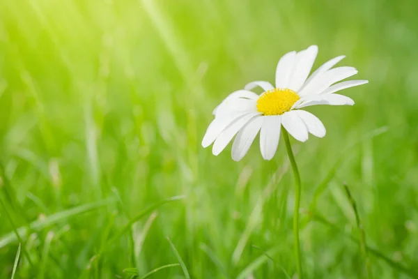 Kamomill blomma på gräsplan — Stockfoto