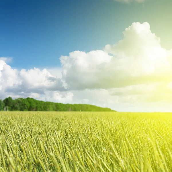 Goldenes Weizenfeld und blauer Himmel — Stockfoto