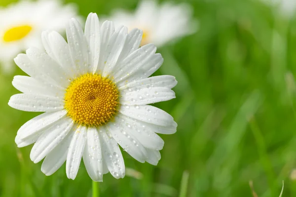 Chamomile flower on grass field — Stock Photo, Image