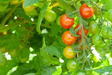 ev yapımı kiraz domates