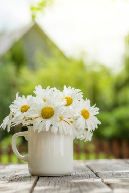 güzel papatya çiçeği