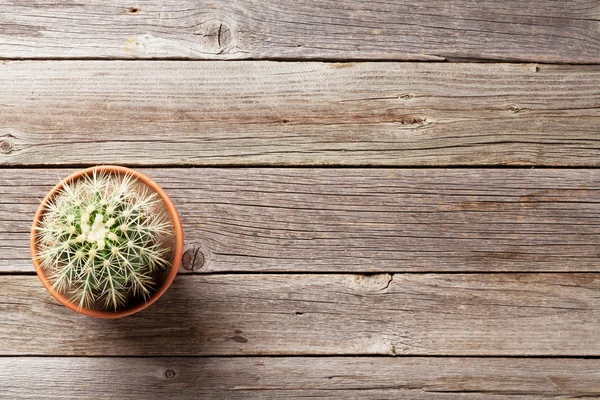 Cactus planta en maceta —  Fotos de Stock