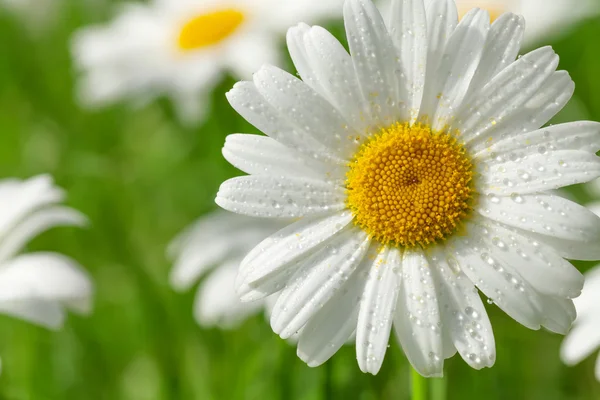 Kamillenblüte auf der Wiese — Stockfoto