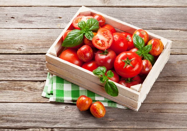Čerstvá rajčata zralá zahradní — Stock fotografie