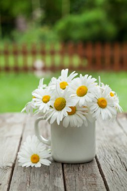 Papatya papatya çiçeği