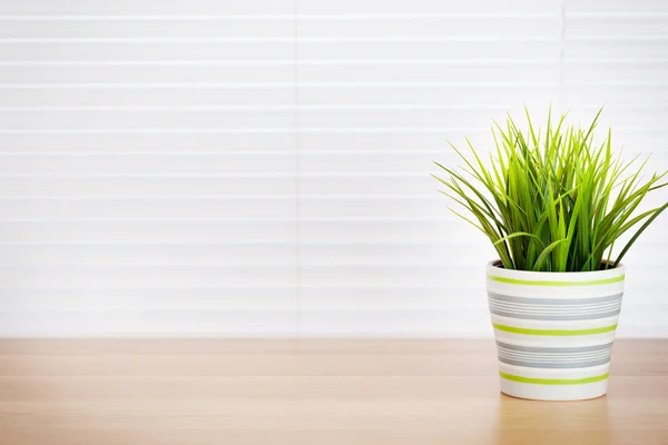 Escritório local de trabalho com planta em vaso — Fotografia de Stock