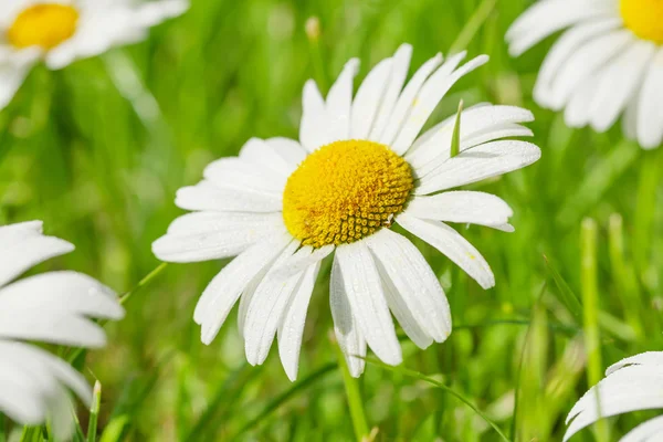 Chamomile flowers on grass field — Stock Photo, Image