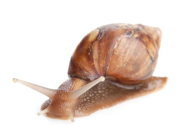 One snail close up — Stock Photo, Image