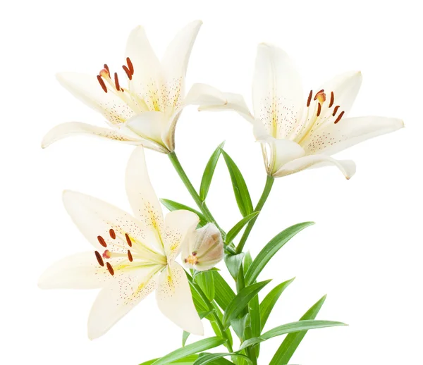 White lily bouquet, isolated — Stock Photo, Image