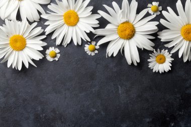 Taş üzerinde Bahçe papatya çiçeği