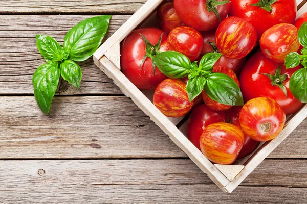 Tomates frescos de jardín maduros —  Fotos de Stock