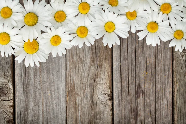 Fiori di camomilla margherita su legno — Foto Stock