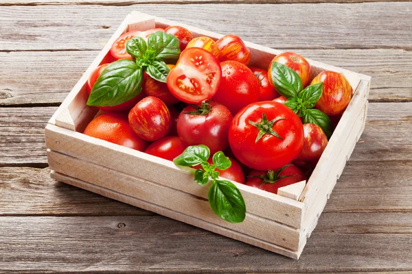 Tomates frescos de jardín maduros —  Fotos de Stock