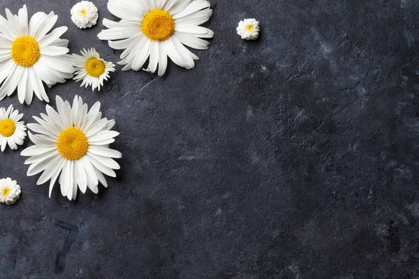 Garten-Kamillenblüten — Stockfoto