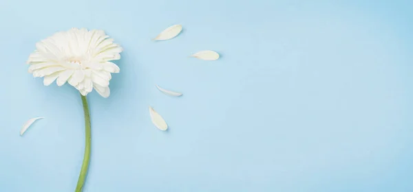 Weiße Gerbera Blüten Und Blütenblätter Vor Blauem Hintergrund Draufsicht Flach — Stockfoto