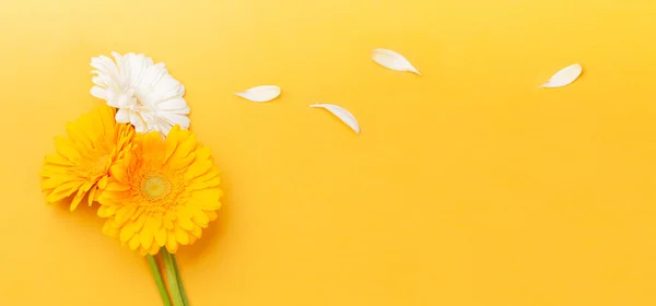 Bunte Gerbera Blüten Und Blütenblätter Vor Gelbem Hintergrund Draufsicht Flach — Stockfoto