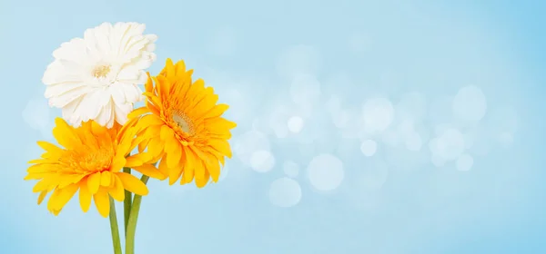 Färgglada Gerbera Blommor Över Blå Bakgrund Med Bokeh Ovanifrån Platt — Stockfoto