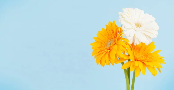 Bunte Gerbera Blüten Auf Blauem Hintergrund Draufsicht Flach Lag Mit — Stockfoto