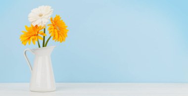 Mavi arka planda renkli Gerbera çiçekleri. Kopyalama alanı ile