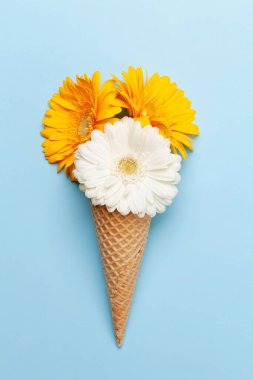 Dondurma külahında renkli Gerbera çiçekleri mavi arka planda. Üst görünüm düzlüğü