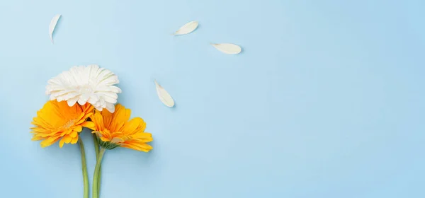 Flores Pétalas Gerbera Coloridas Sobre Fundo Azul Top Vista Plana — Fotografia de Stock