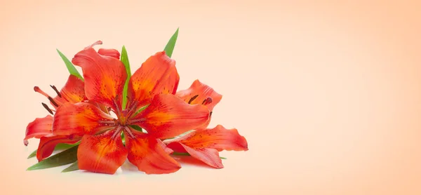 橘红色背景上的三朵红百合 带有复制空间的春花卡 — 图库照片