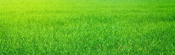 Green grass field meadow wide backdrop