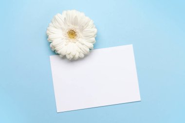 Mavi arka planda beyaz gerbera çiçeği. Kopyalama alanı için tebrik kartı ile üst görünüm düz yatıyordu