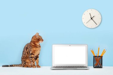 Laptop bilgisayar, kedi ve ofis malzemeleriyle çalışma alanı. Ev kavramından çalış. Kopyalama alanı ile