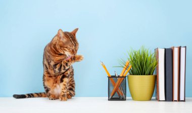 Kedi ve ofis malzemeleriyle çalışma alanı. Ev kavramından çalış. Kopyalama alanı ile