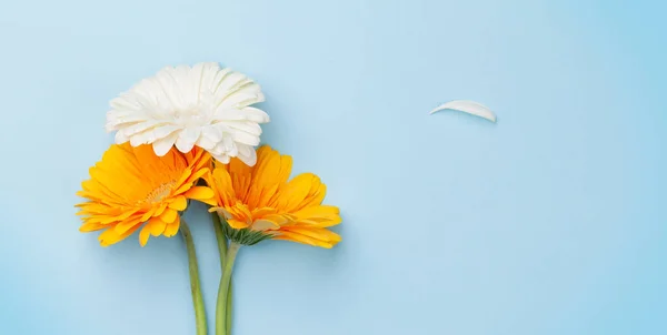 Bunte Gerbera Blüten Und Blütenblätter Vor Blauem Hintergrund Draufsicht Flach — Stockfoto