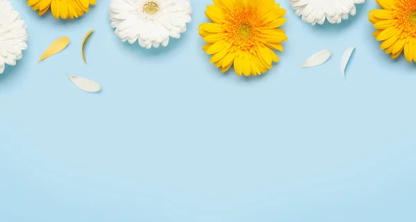 Färgglada Gerbera Blommor Över Blå Bakgrund Mall För Fjäderkort Ovanifrån — Stockfoto