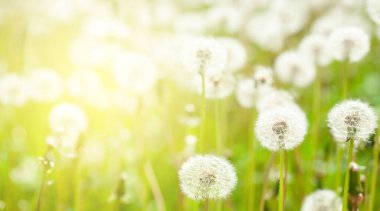 Karahindibalı yeşil çiçek tarlası. Kopyalama alanı olan arkaplan