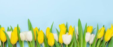 Mavi arka planda renkli lale çiçekleri. Kopyalama alanı ile