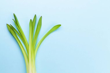 Mavi arka planda sümbül yaprakları. Paskalya tebrik kartı şablonu. En üstteki düz yerde. Selamlarınız için yer var.