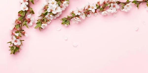 Pembe Arka Planda Kiraz Çiçekleri Kutlama Kartı Yemek Menüsü Için — Stok fotoğraf
