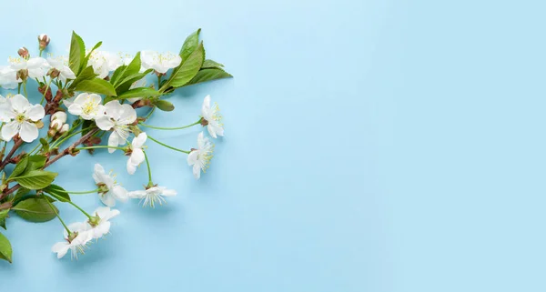 Kirschblüte Vor Blauem Hintergrund Frühlingskulisse Mit Sakura Zweig Für Grußkarte — Stockfoto