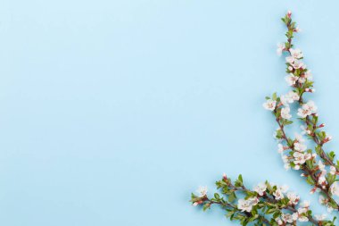 Mavi arka planda kiraz çiçeği. Kutlama kartı ya da yemek menüsü için sakura dalı ile bahar arkaplanı. Üst görünüm düzlüğü kopyalama alanı ile yatıyordu