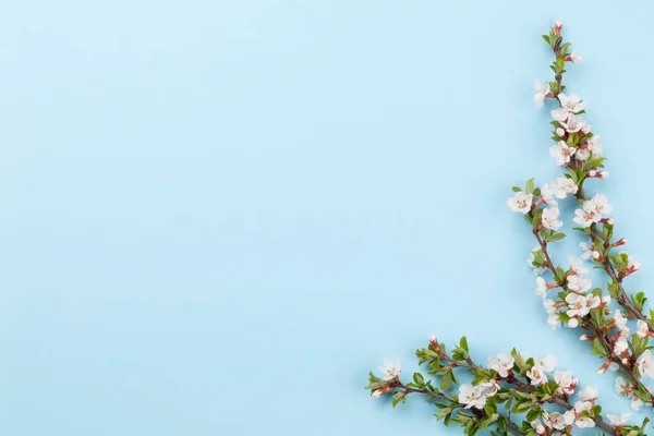 Mavi Arka Planda Kiraz Çiçeği Kutlama Kartı Yemek Menüsü Için — Stok fotoğraf