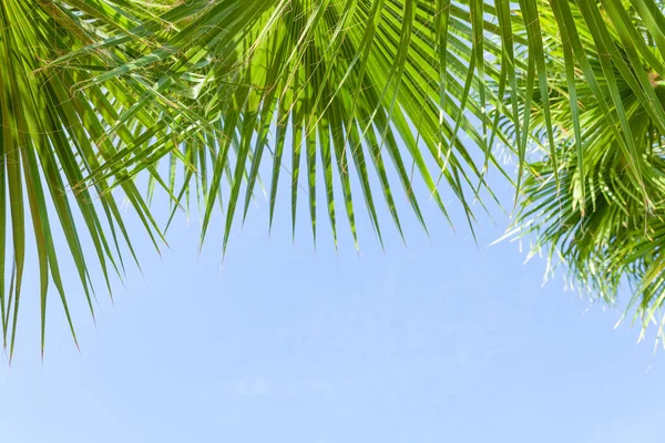 Palm Leaves Front Blue Sunny Summer Sky Beach Travel Vacation — Stock Photo, Image
