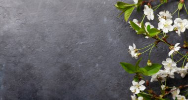 Arka planda kiraz çiçeği var. Kutlama kartı ya da yemek menüsü için sakura dalı ile bahar arkaplanı. Üst görünüm düzlüğü kopyalama alanı ile yatıyordu