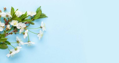 Mavi arka planda kiraz çiçeği. Kutlama kartı ya da yemek menüsü için sakura dalı ile bahar arkaplanı. Üst görünüm düzlüğü kopyalama alanı ile yatıyordu