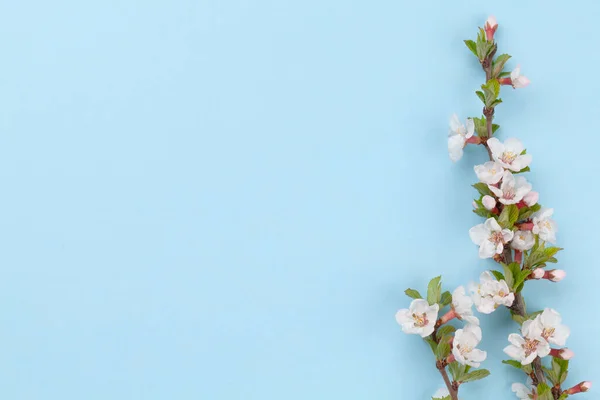 Flor Cerezo Sobre Fondo Azul Fondo Primavera Con Rama Sakura —  Fotos de Stock
