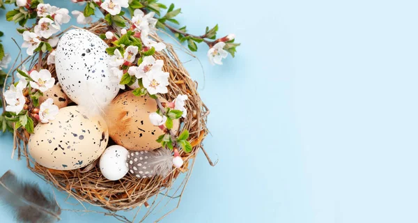 Пасхальные Яйца Гнезде Вишня Цветут Над Синим Весенняя Открытка Копировальным — стоковое фото