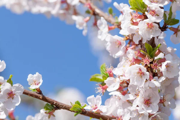 Körsbärsblomma Vårträd Framför Solig Blå Himmel Med Kopieringsutrymme Sommarbakgrund — Stockfoto