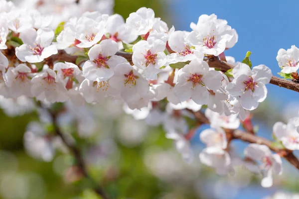 Körsbärsblomma Vårträd Sommarbakgrund — Stockfoto