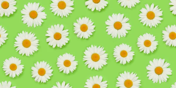 Kamillenblüten Nahtlose Textur Stoff Daisy Muster Hintergrund Über Grünem Hintergrund — Stockfoto