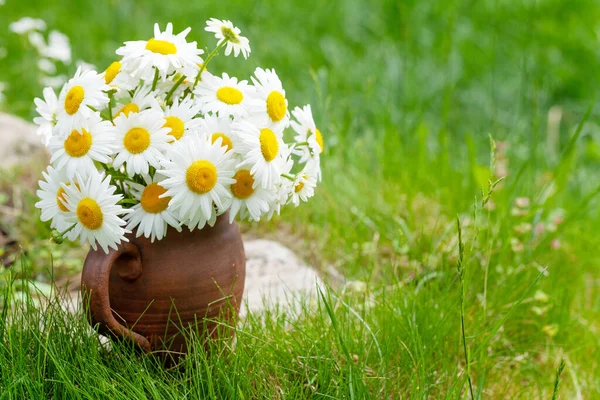 Wild Chamomile Bouquet Summer Grass Lawn Copy Space — Stock Photo, Image