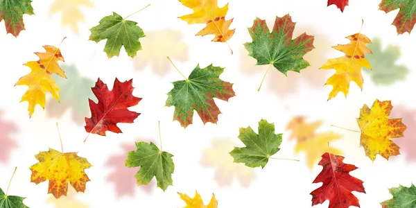 秋天留下无缝图案 色彩斑斓的秋天枫叶在白色扁平的背景质感上隔绝 — 图库照片