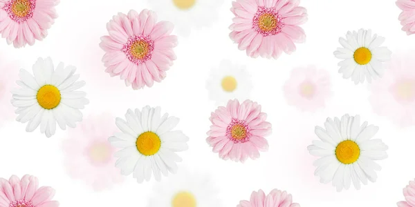 Bloemen Naadloos Patroon Kleurrijke Madeliefje Gerbera Kamille Bloemen Geïsoleerd Wit — Stockfoto